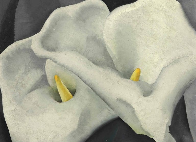 Georgia O'Keeffe - Two Calla Lilies [c.1925-26]
