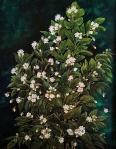 Jasmine Glory