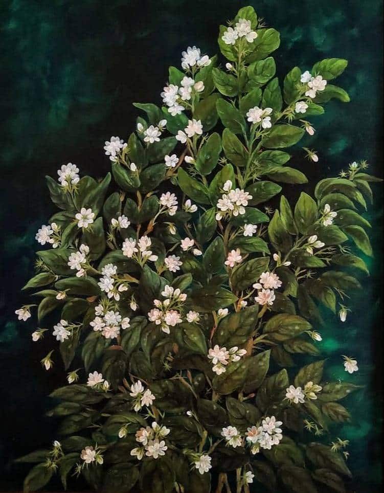 Jasmine Glory