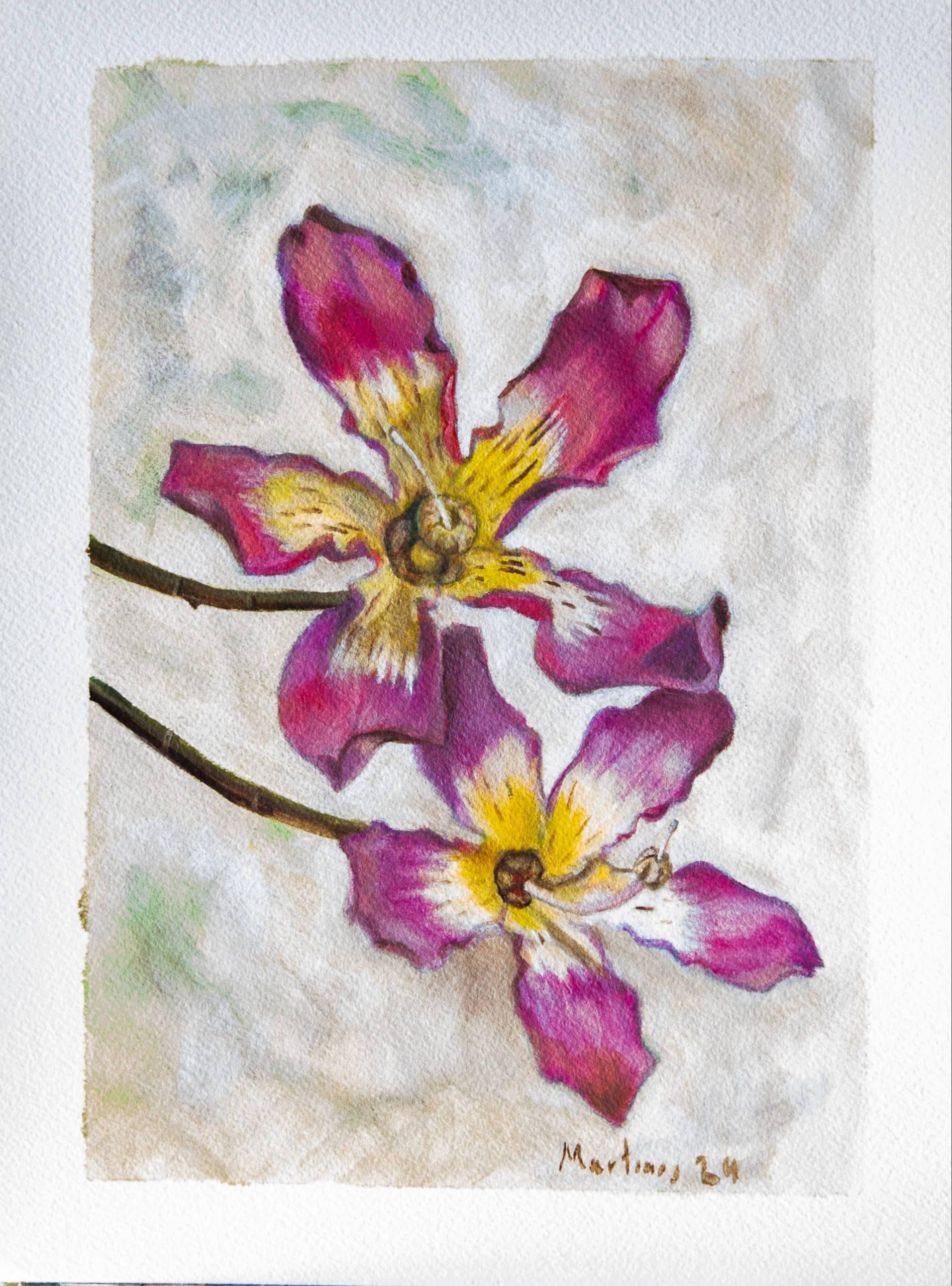 Flores de la ceiba