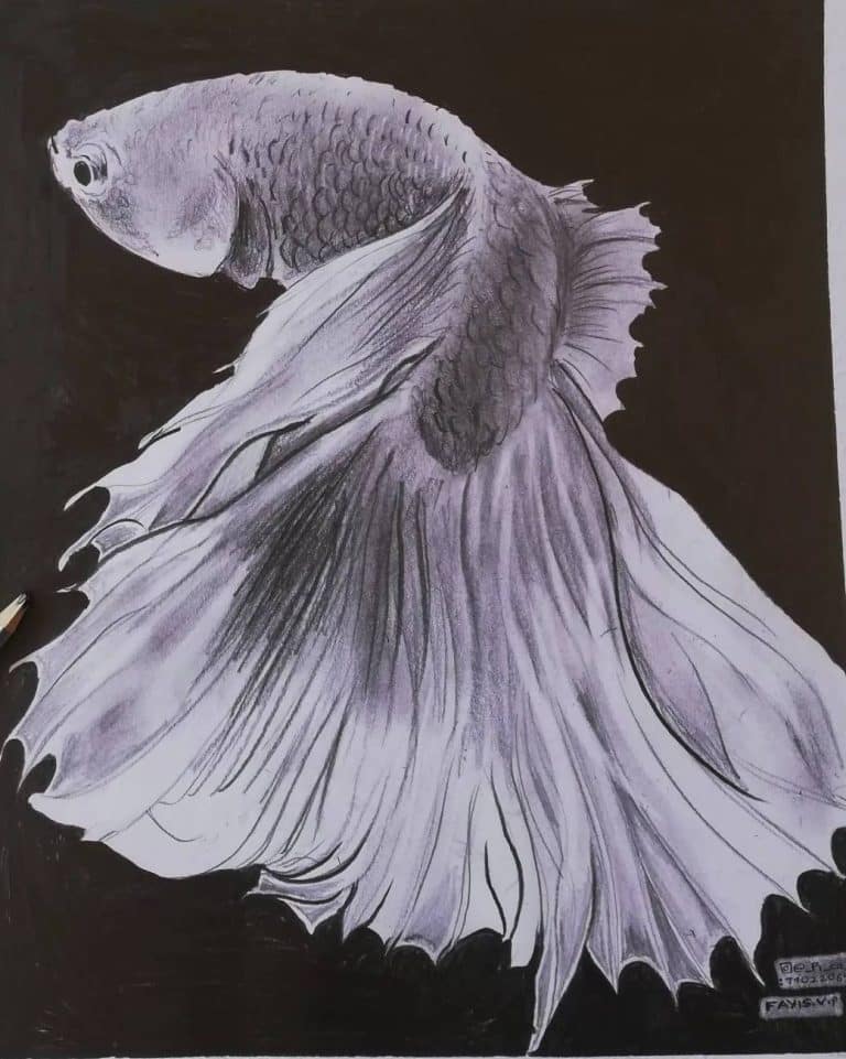 A realestic fish charcol draw.