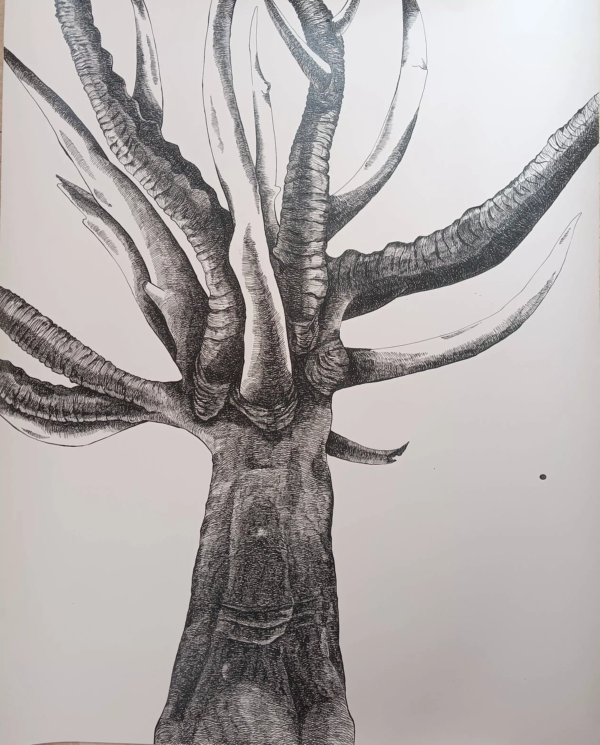 Tusks