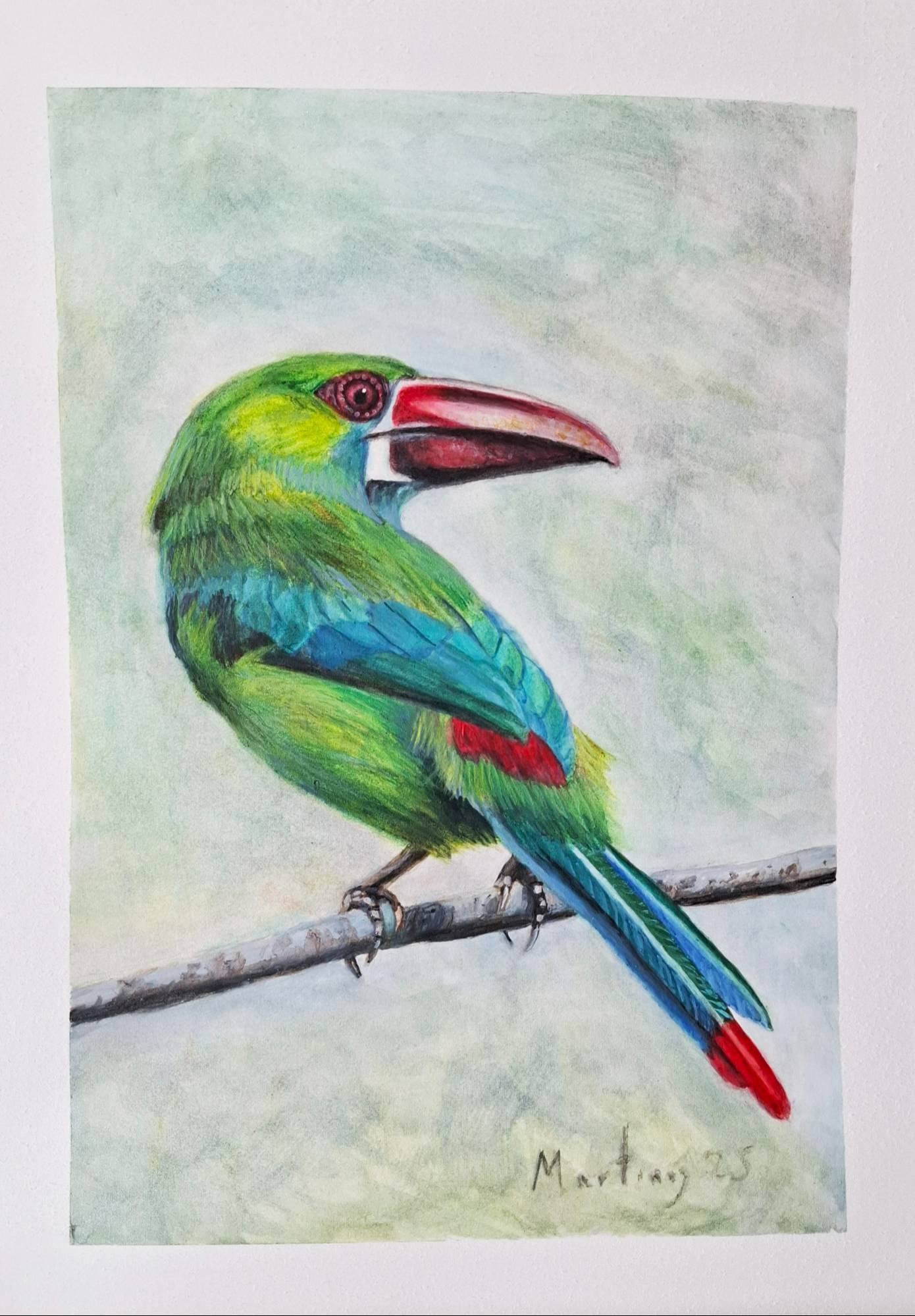 Tucán verde.