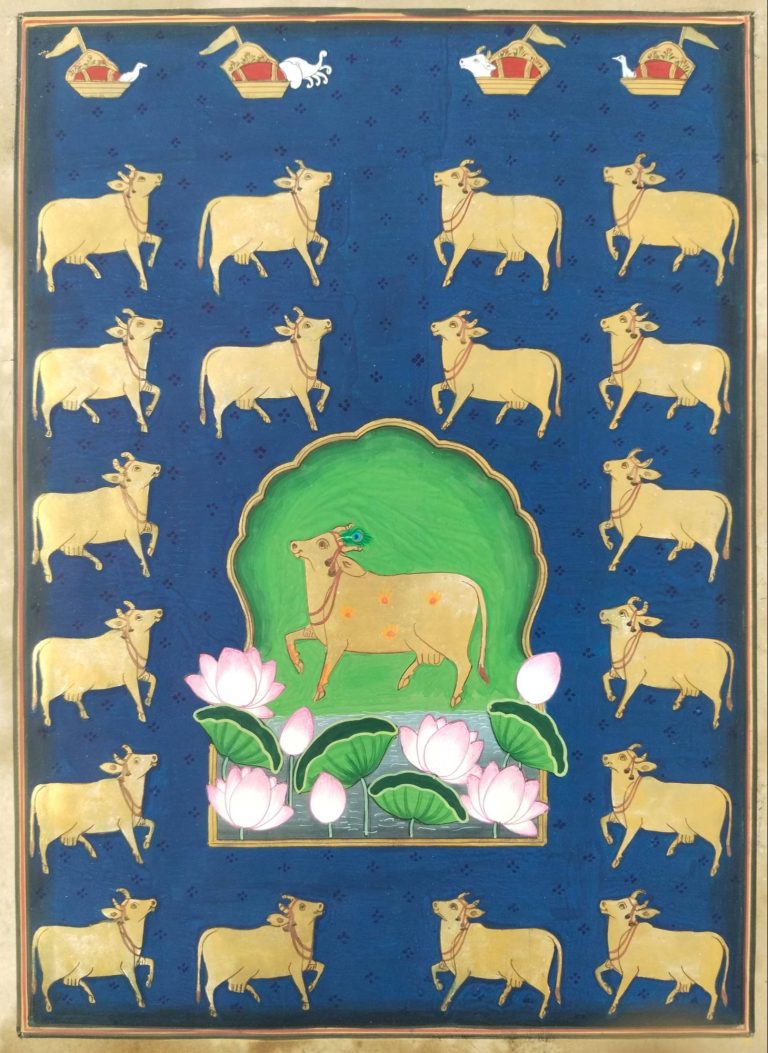 Holi Cows