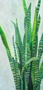 Sansevieria.