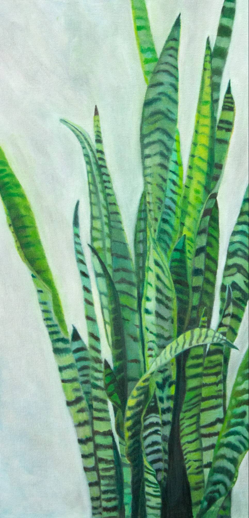 Sansevieria.