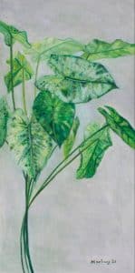 Alocasia