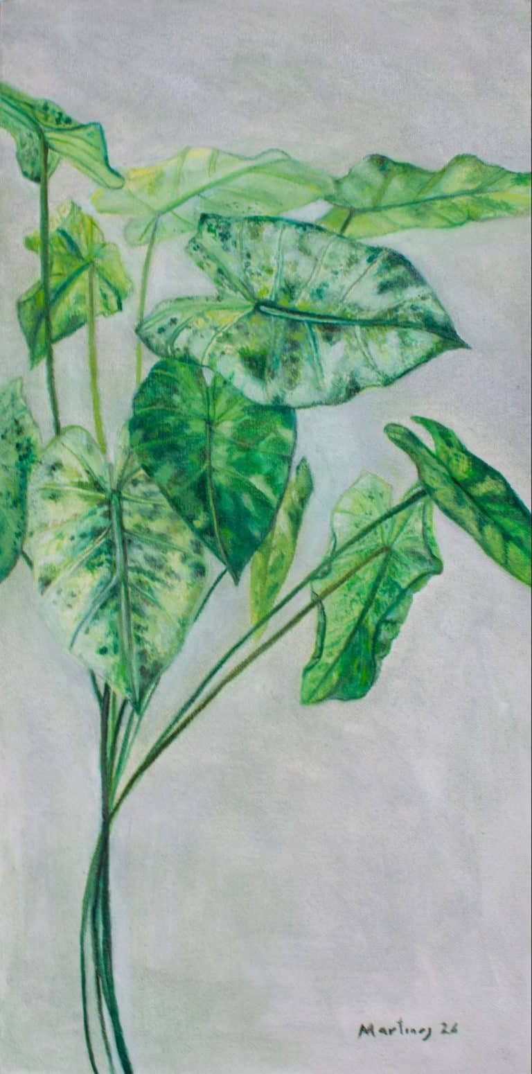 Alocasia