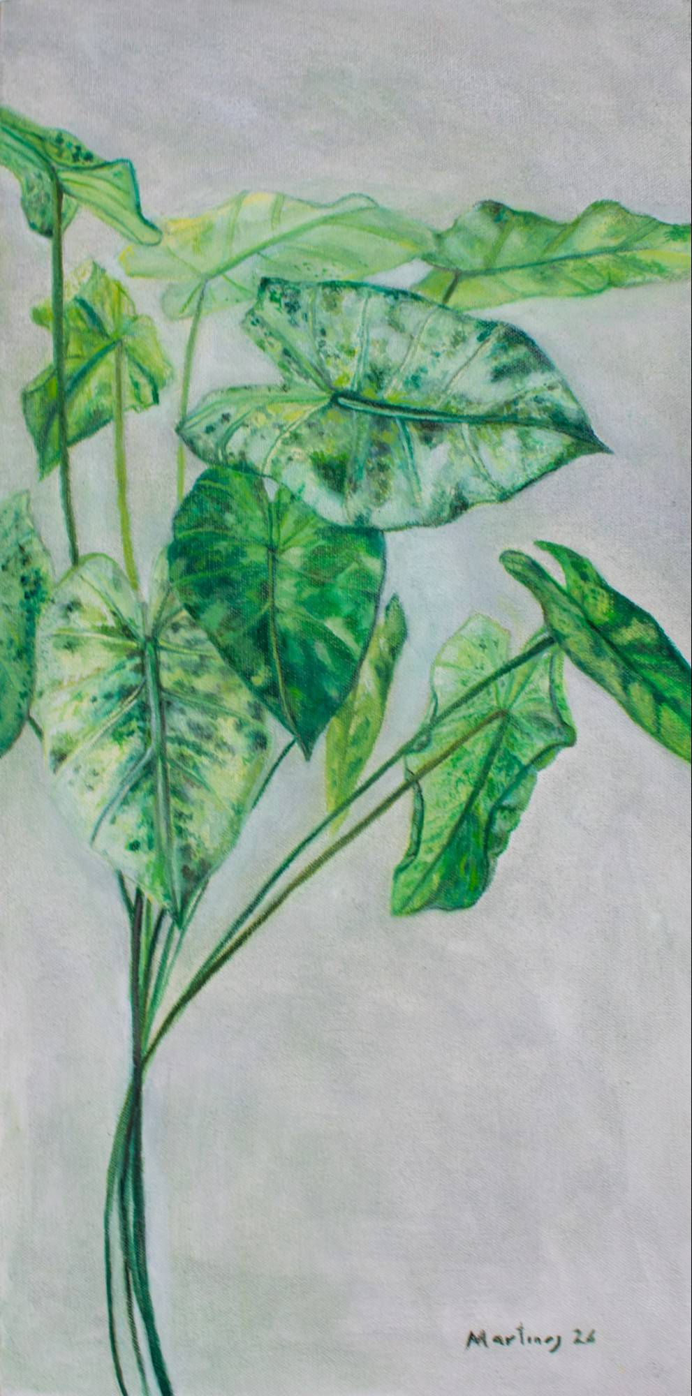 Alocasia