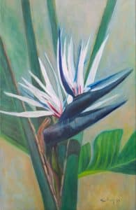 Strelitzia azul.
