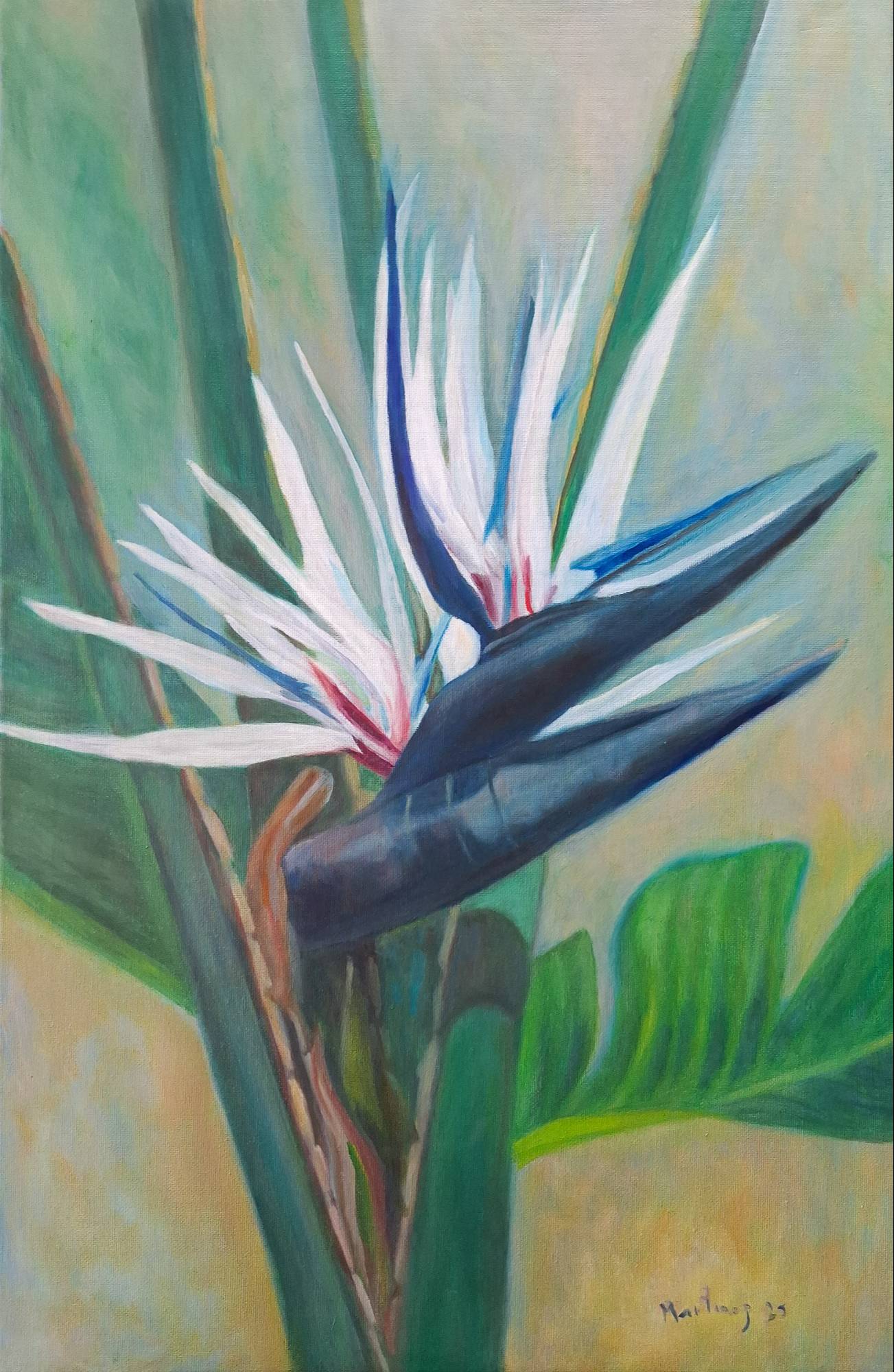 Strelitzia azul.
