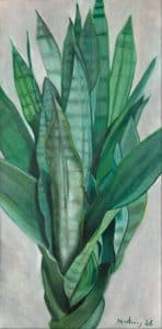 Sansevieria trifasciata.