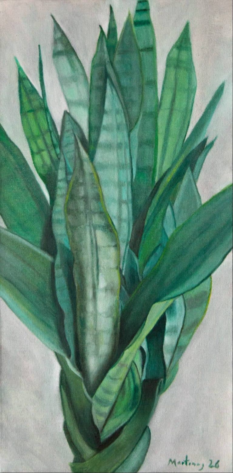 Sansevieria trifasciata.